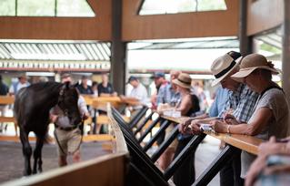 Inside parade ring at Karaka.